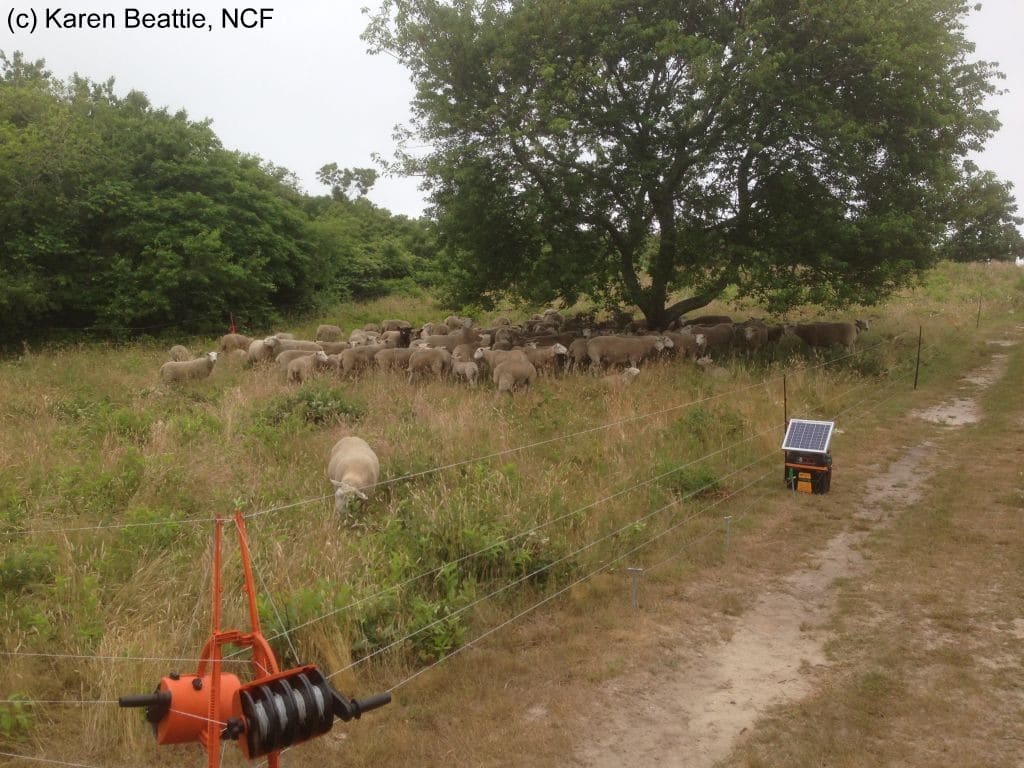 Sheep in Smart Fence July 3 2014 watermarked