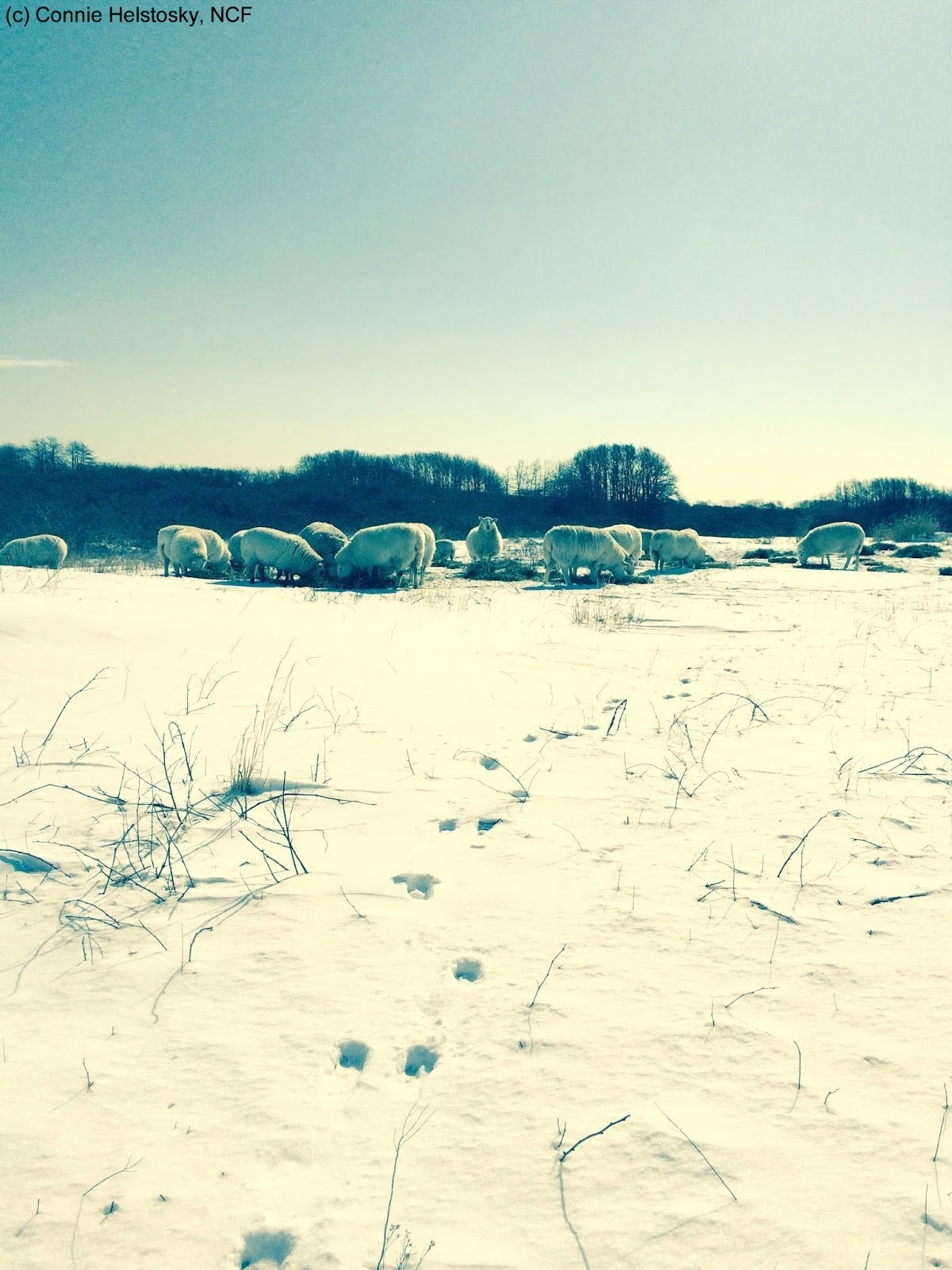 Winter Sheep watermarked