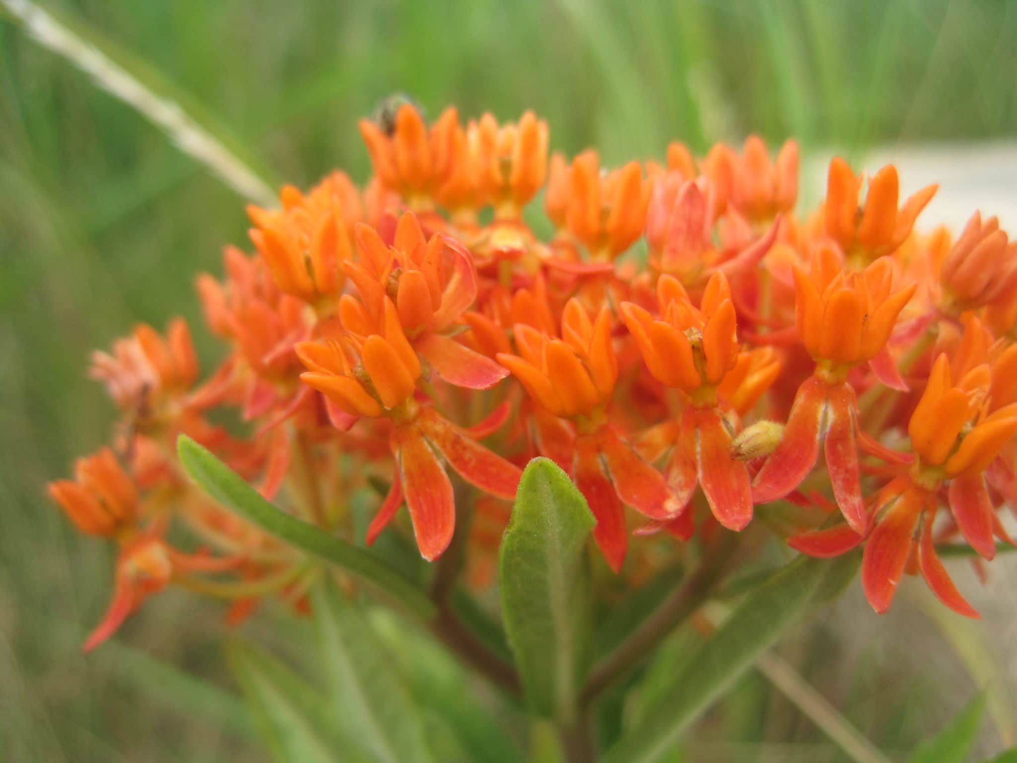 Asclepias tuberosa (Butterfly milkweed) in flower. Photo credit: G. Kozlowski