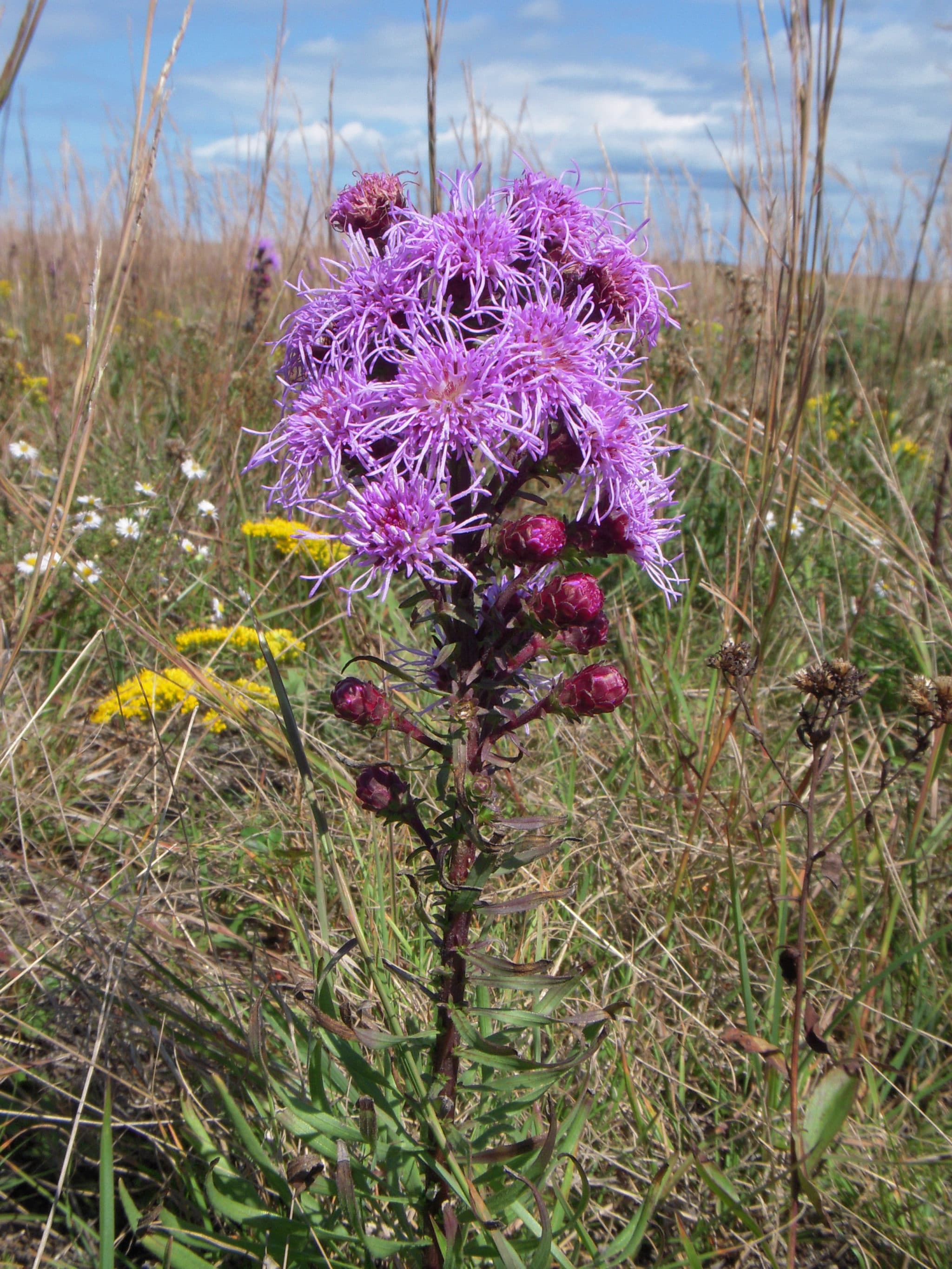 HOP Liatris (4)