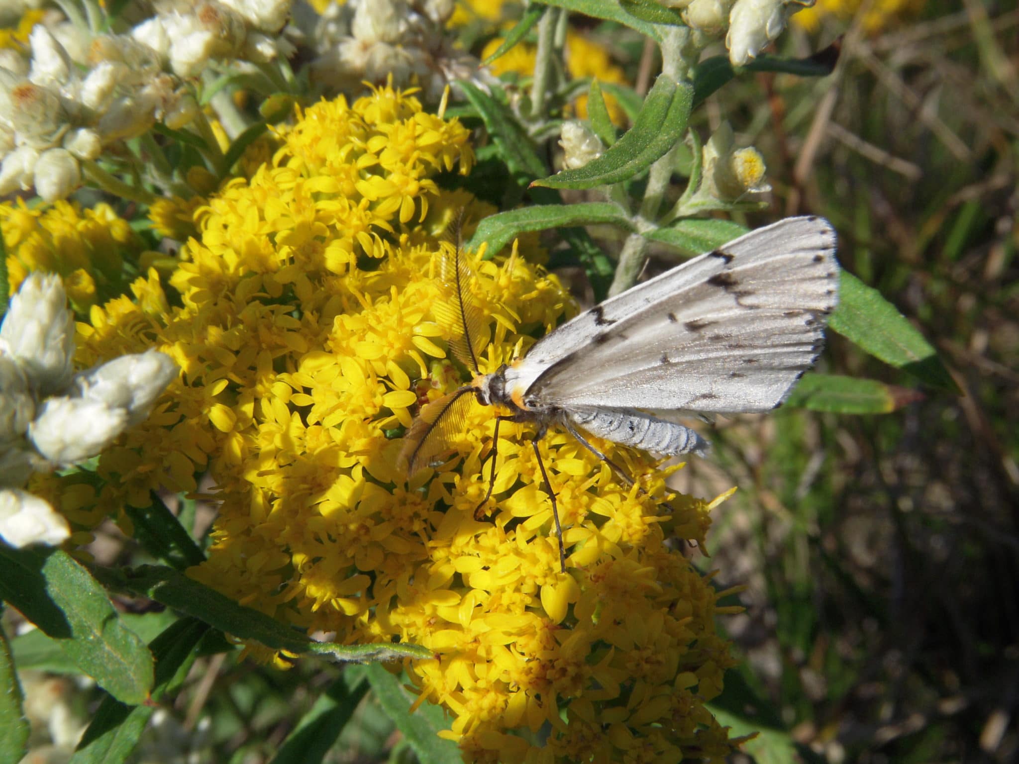 Chain Dot Geometer feeding on goldenrod Photo Credit: KA Omand