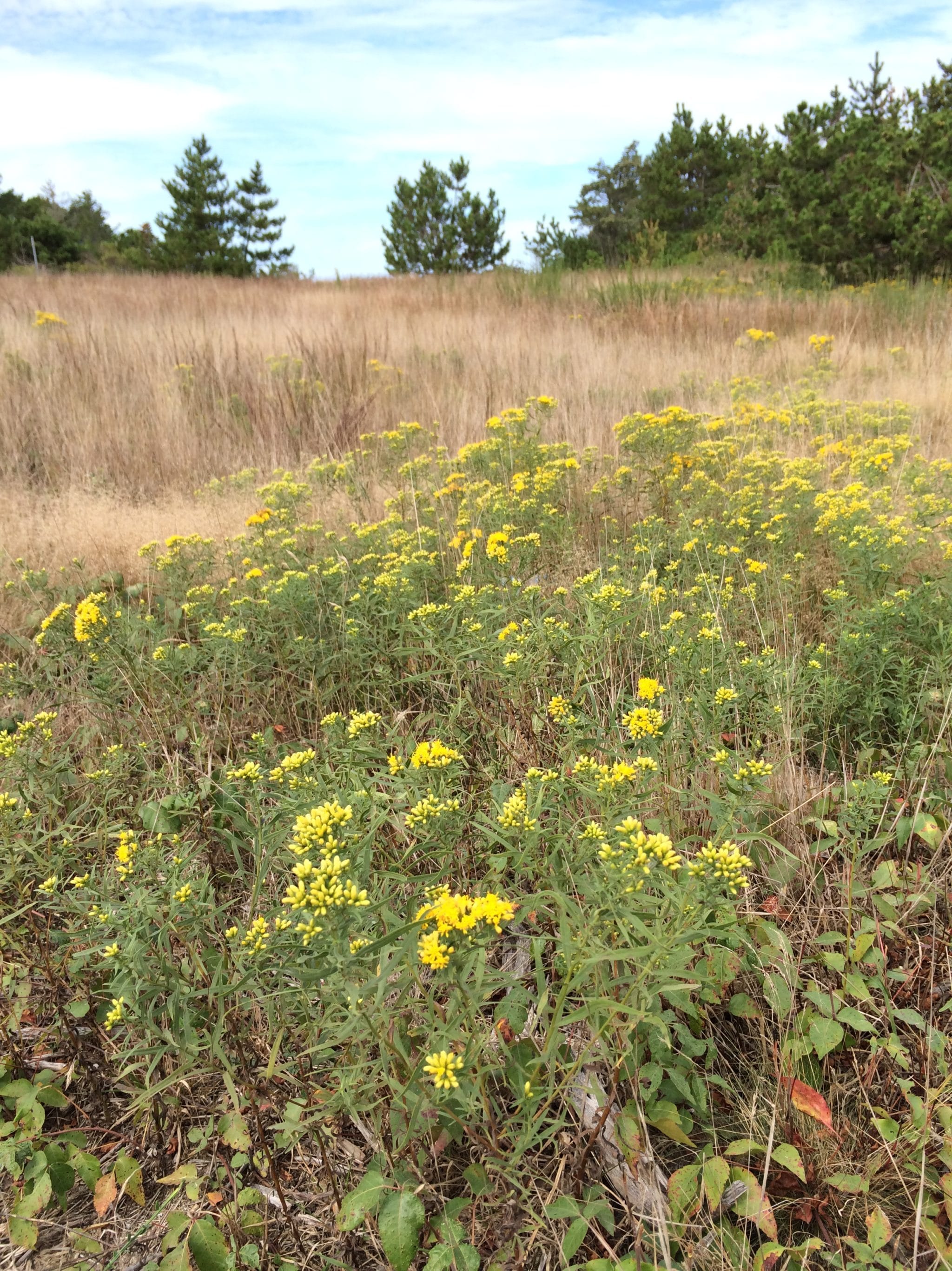 Field of flowering goldenrod and little bluestem grass at Tupancy Links.
