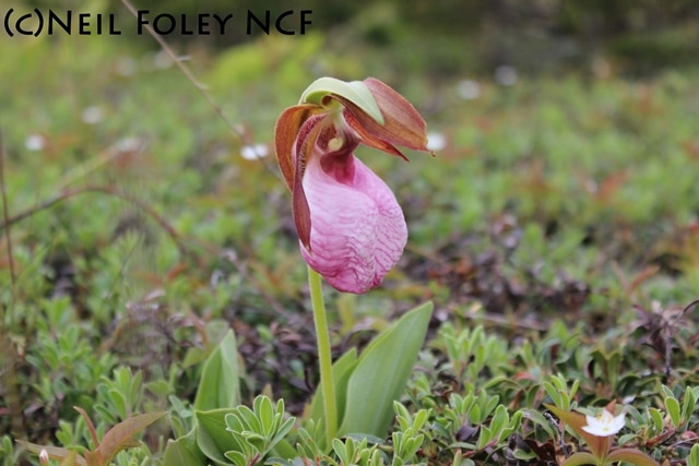 Lady Slipper