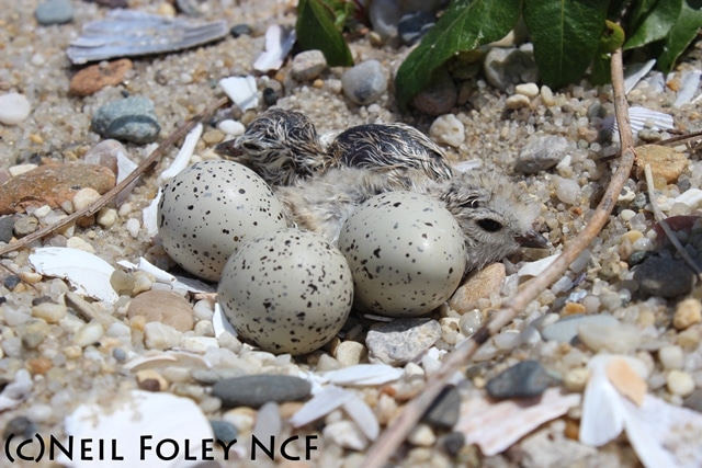 PIPL chicks