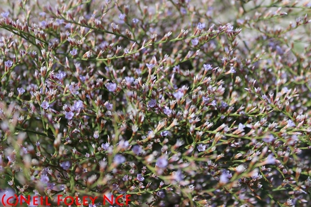 Sea Lavender