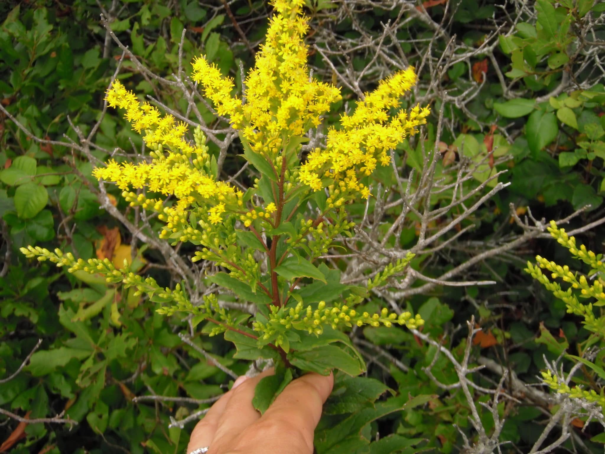 Elliot's goldenrod