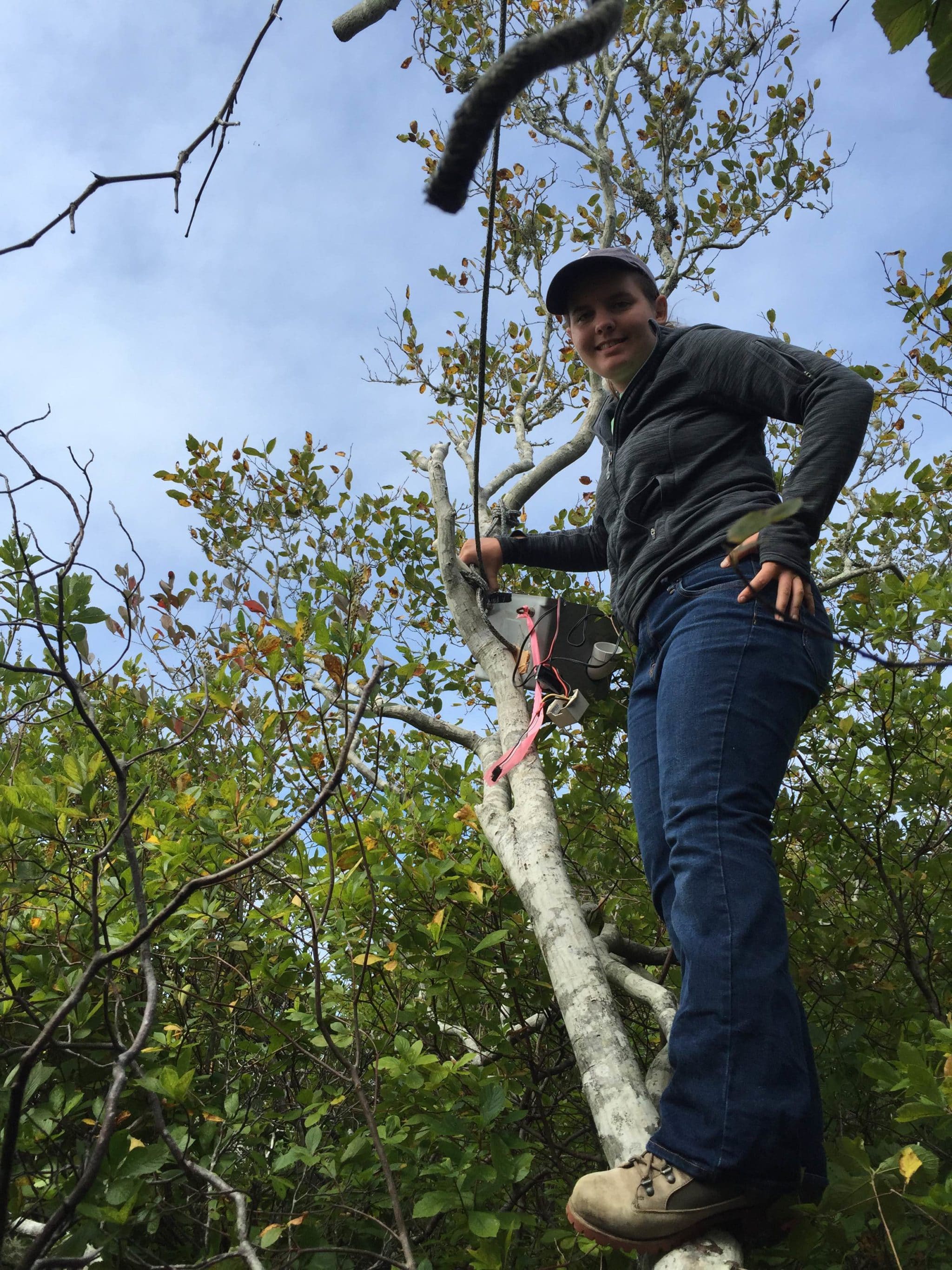 Scaling a tree to check a bat box!