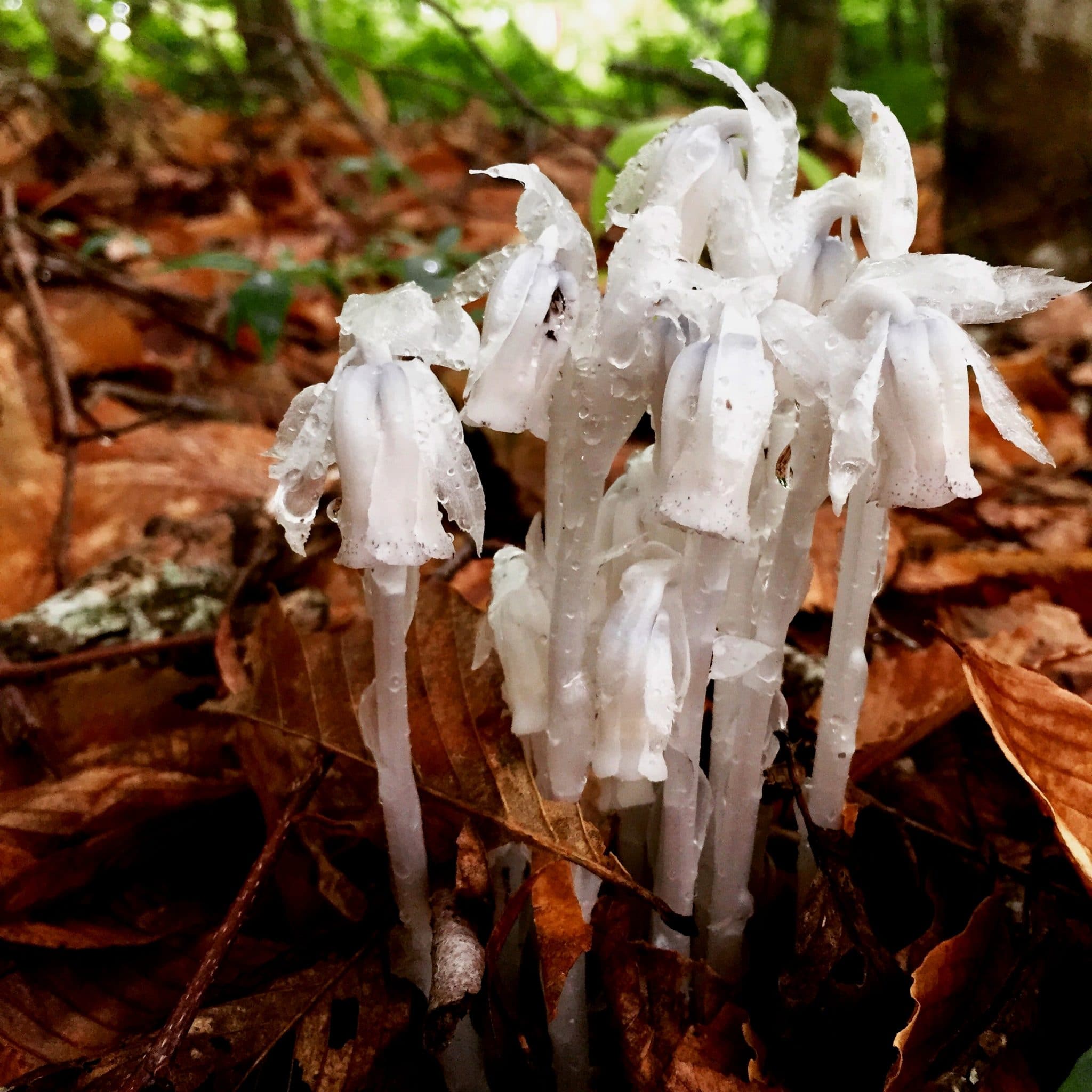 Indian Pipe, Photo Credit: Kaitlyn Evans