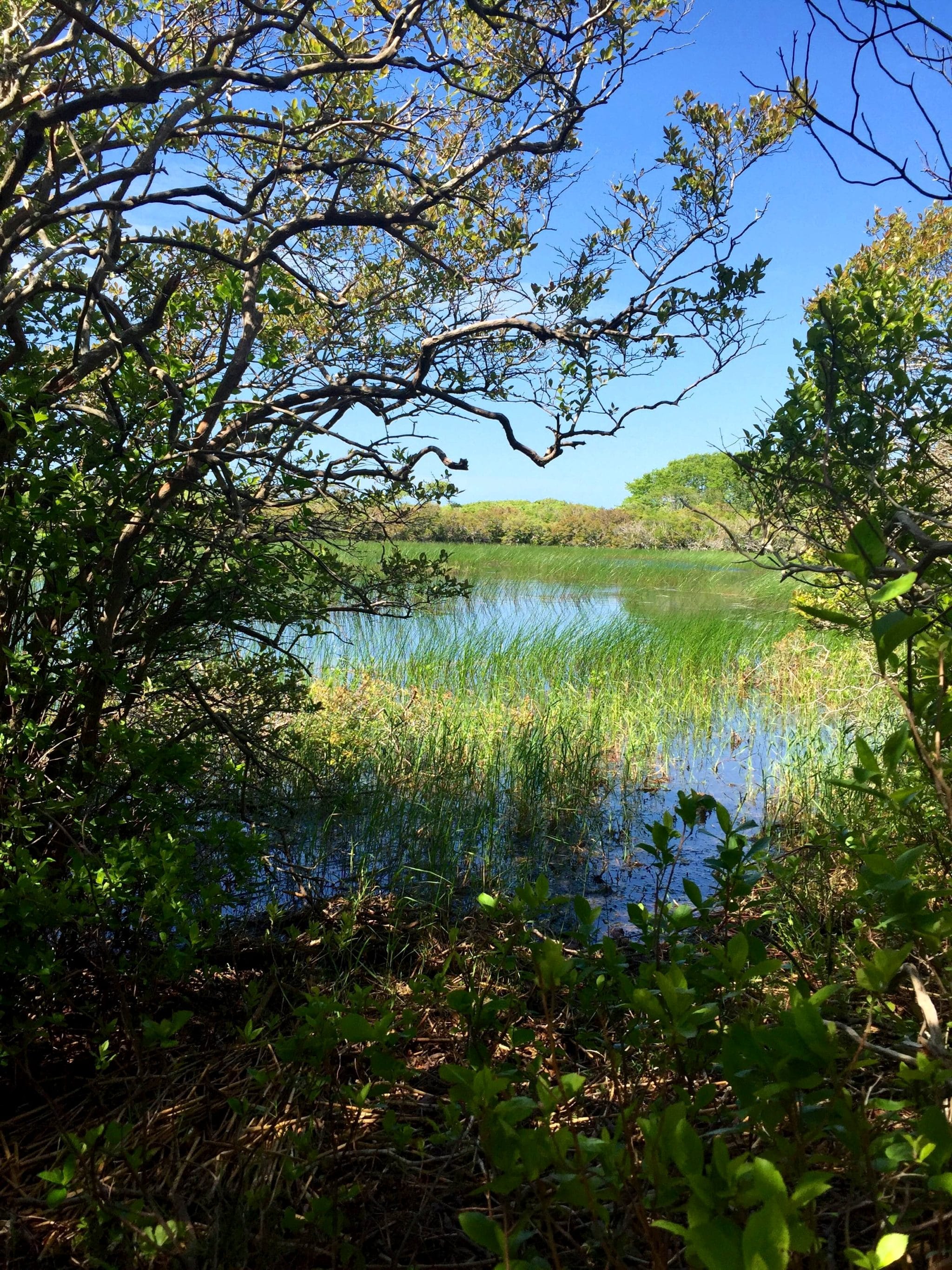 Nantucket Pond, Photo Credit: Kaitlyn Evans