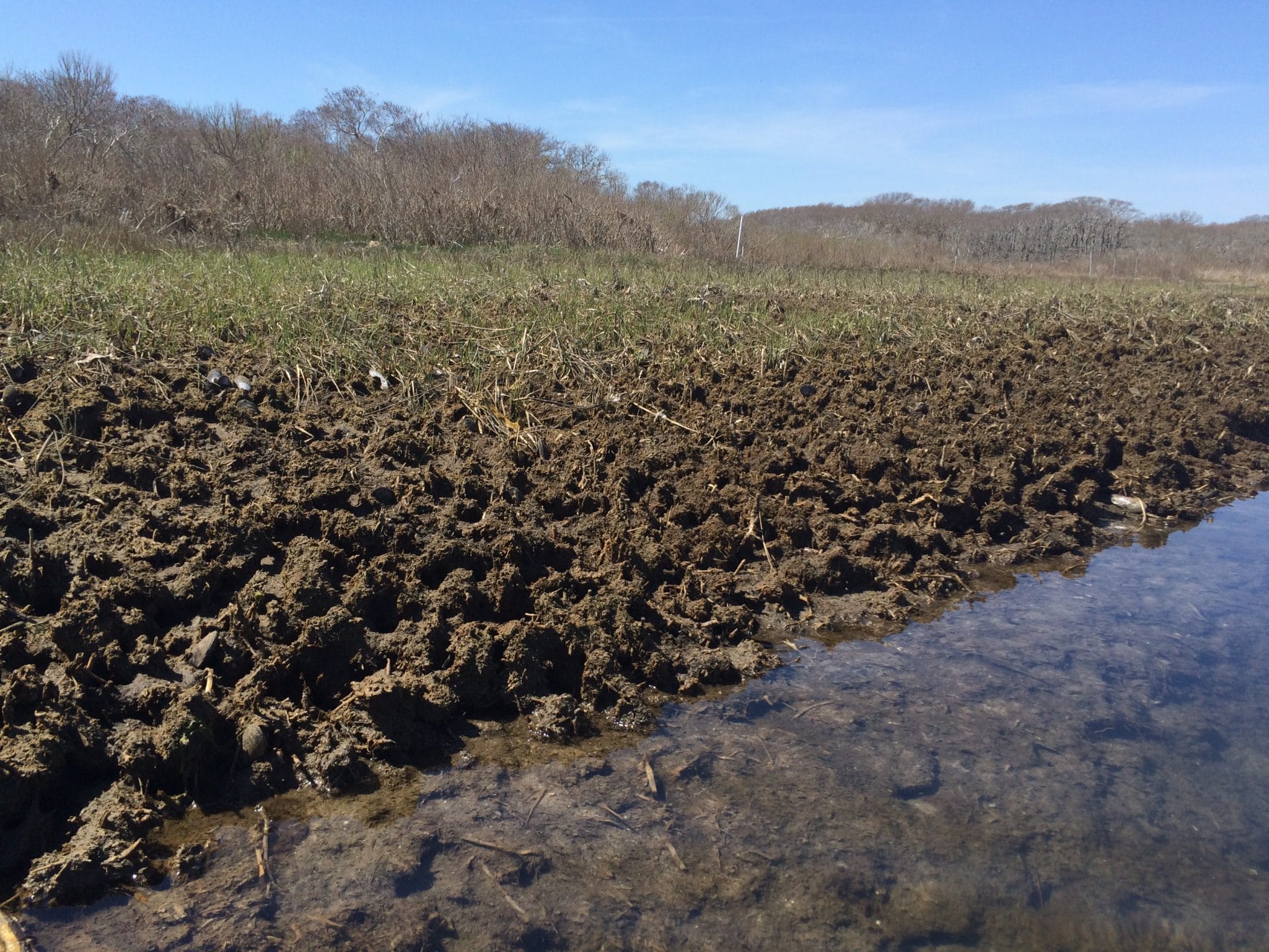 Exposed marsh soil along a creek bank in Medouie Creek. This bare soil is the result of salt marsh dieback.