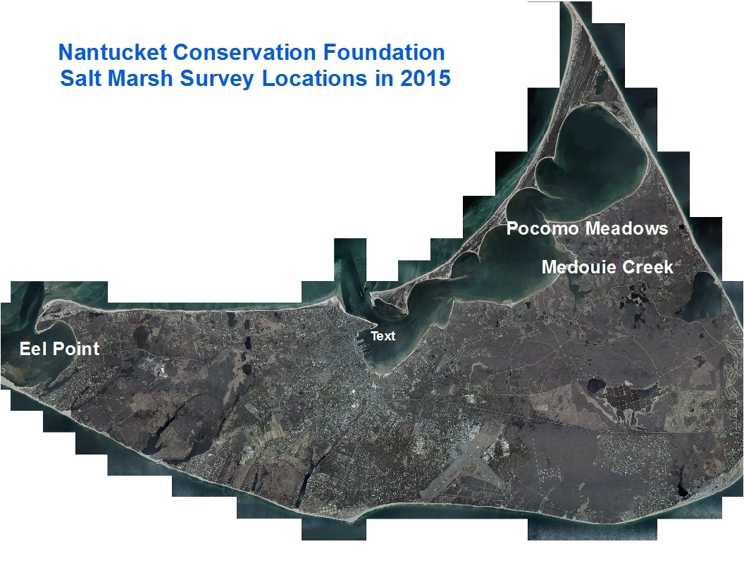 Salt marsh dieback survey locations. Extensive dieback in Pocomo Meadows and Medouie Creek but very little observed at Eel Point