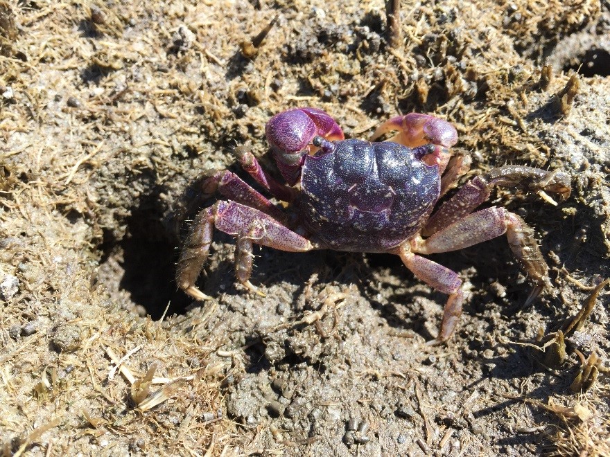 Purple Marsh Crab Purple Marsh Crab