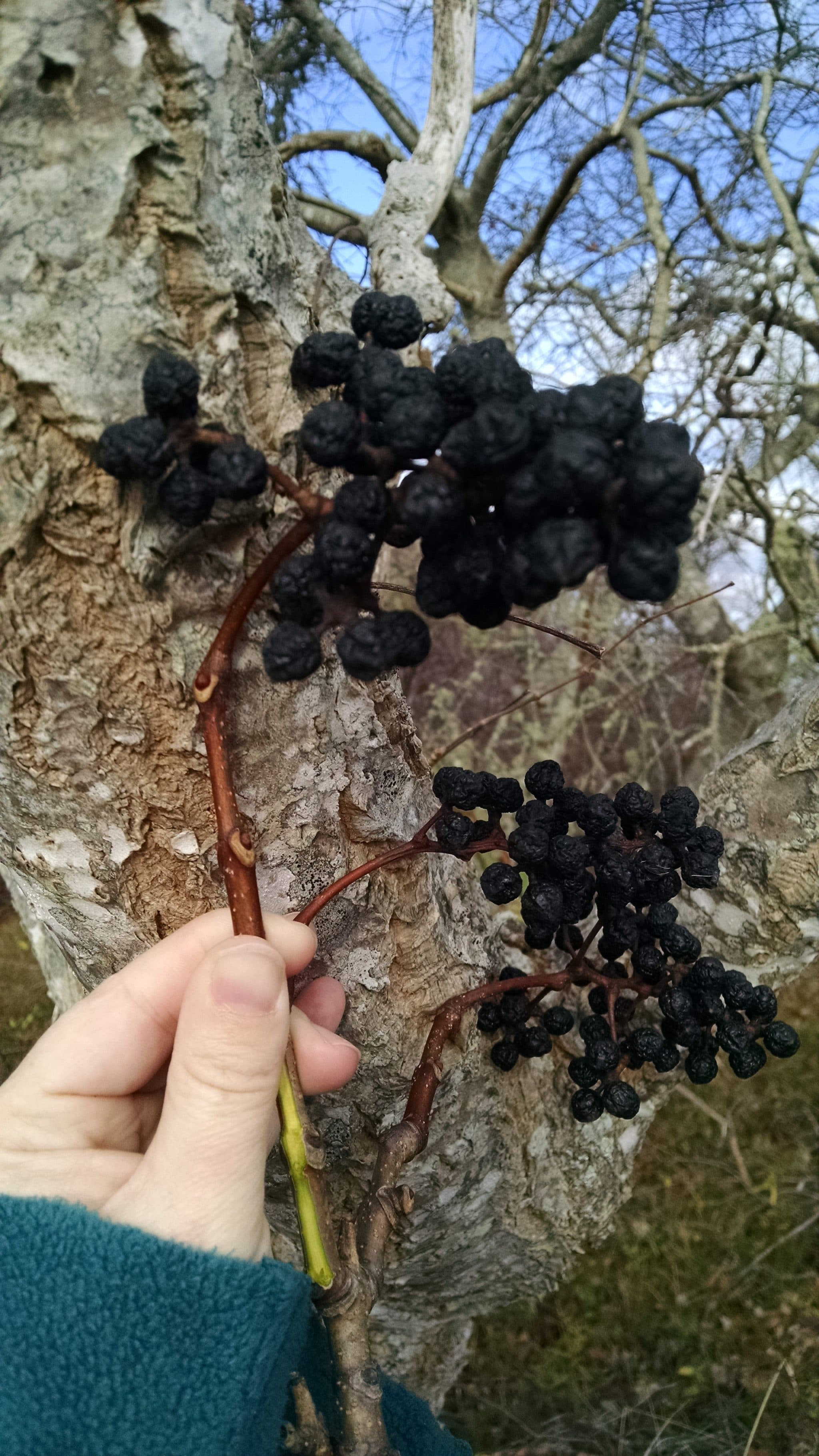 Amur cork tree (Phellodendron amurense) fruits and yellow inner bark. Photo: K.A. Omand