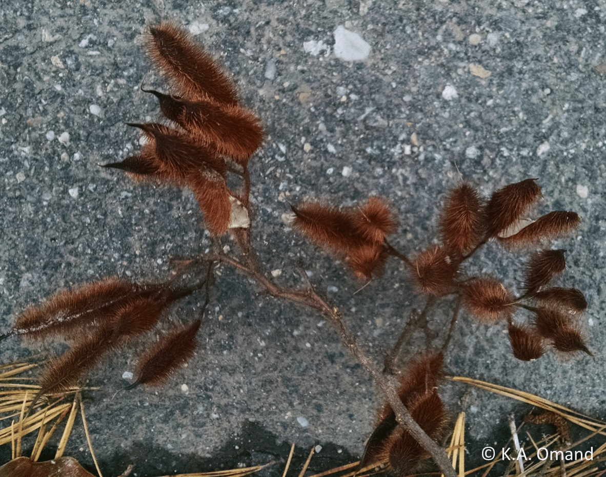 BristlyLocust