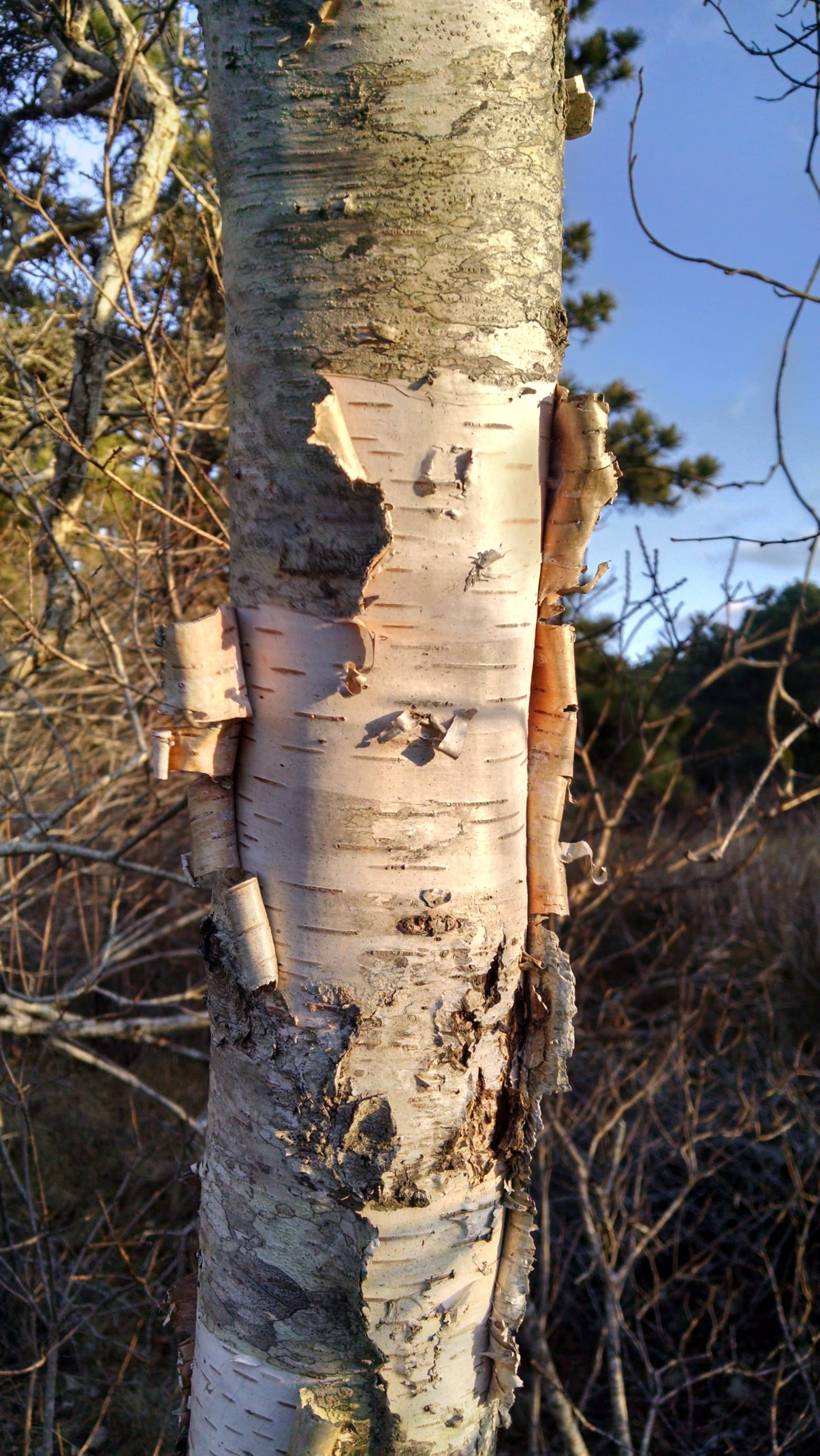 Paper birch (Betula papyrifera) on Nantucket? Maybe just one or two...