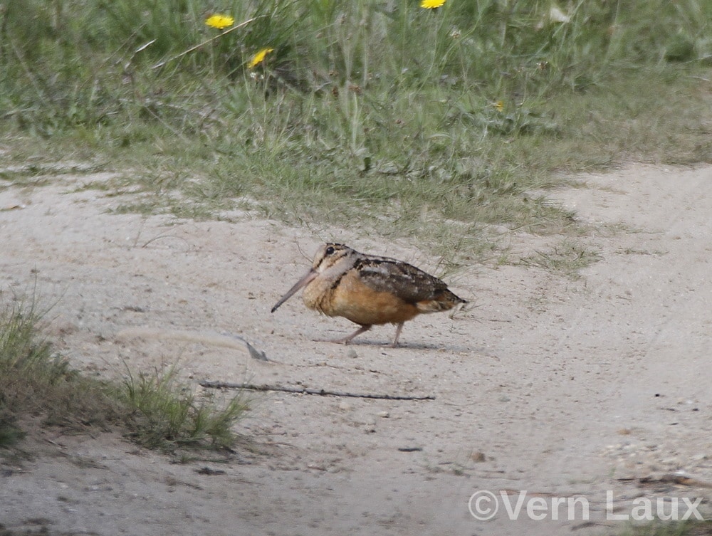 Woodcock, Vern Laux photo