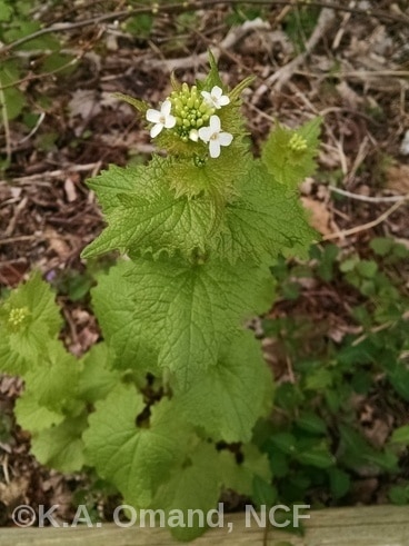 Garlic Mustard Closeup