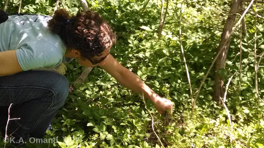 Pulling together on garlic mustard removal at Vesper Lane/Mill Hill Park site.