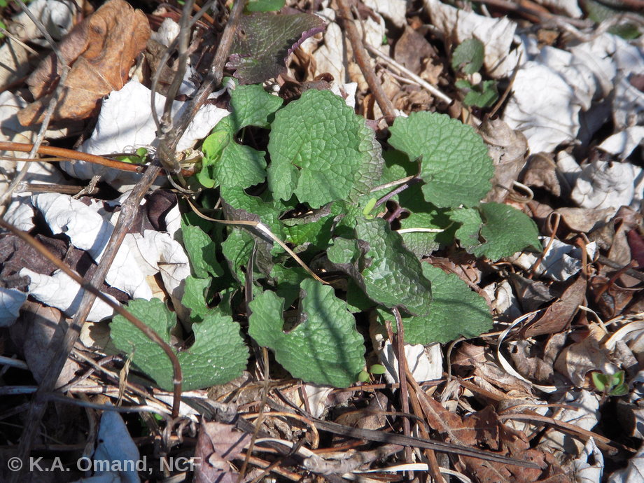 Garlic mustard rosette (cluster of leaves that forms before the plant flowers).