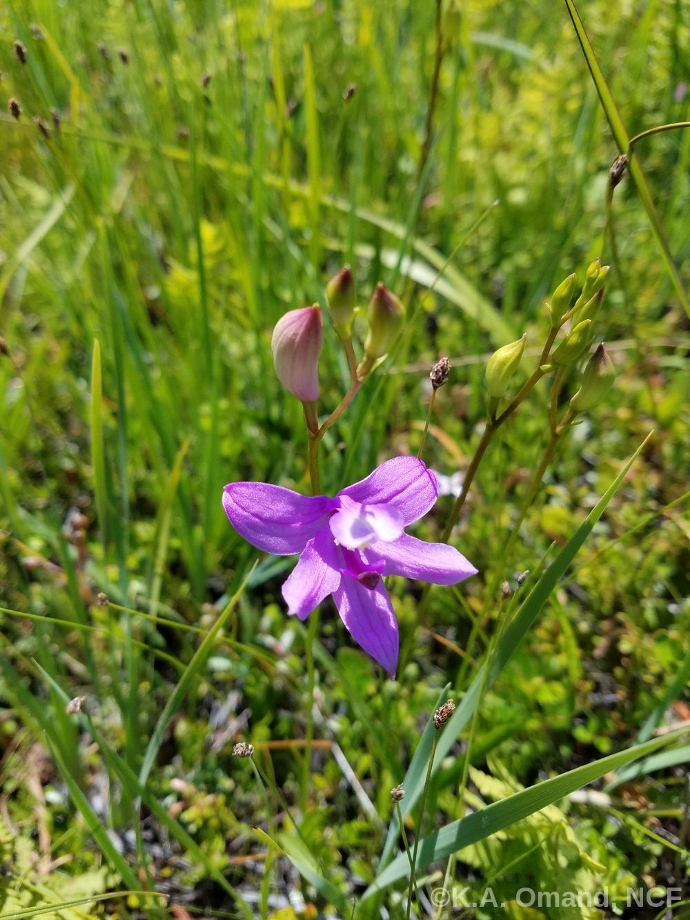 Tuberous grass pink with the top portion closed (temporary trap sprung) to encourage pollination by a visiting insect.