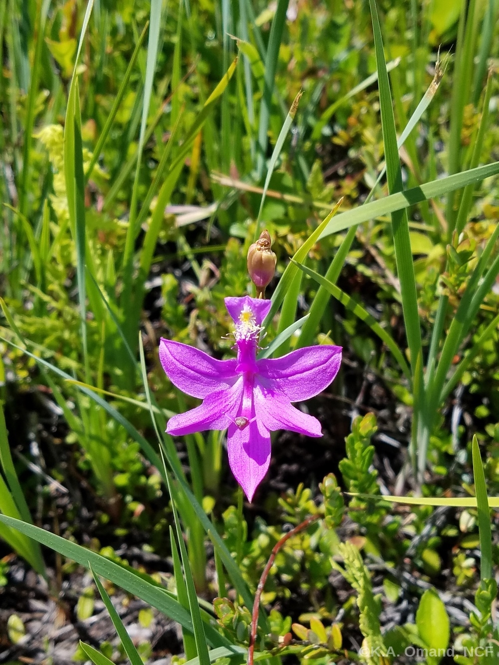 Tuberous grass pink (Calopogon tuberosus), an orchid found in bogs. This one is open.