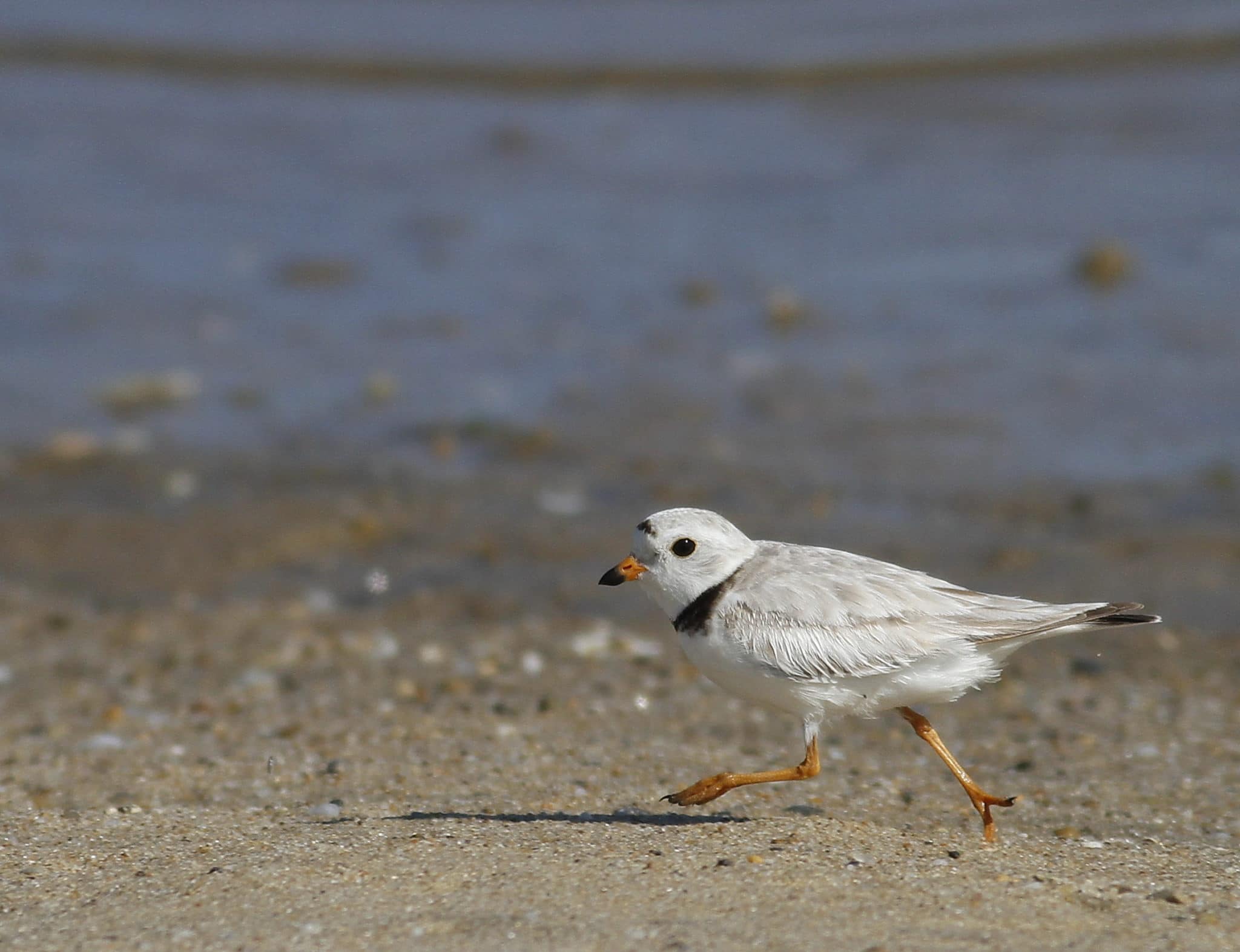 Piping Plover, running, Jun 9