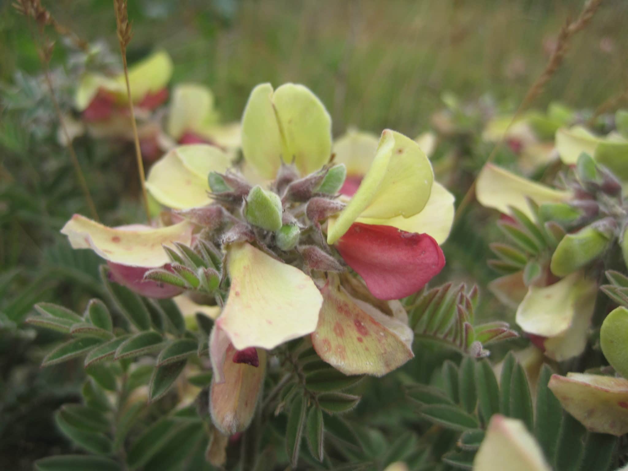 Goat's rue (Tephrosia virginiana) in bloom in sandplain grasslands and coastal heathlands right now.