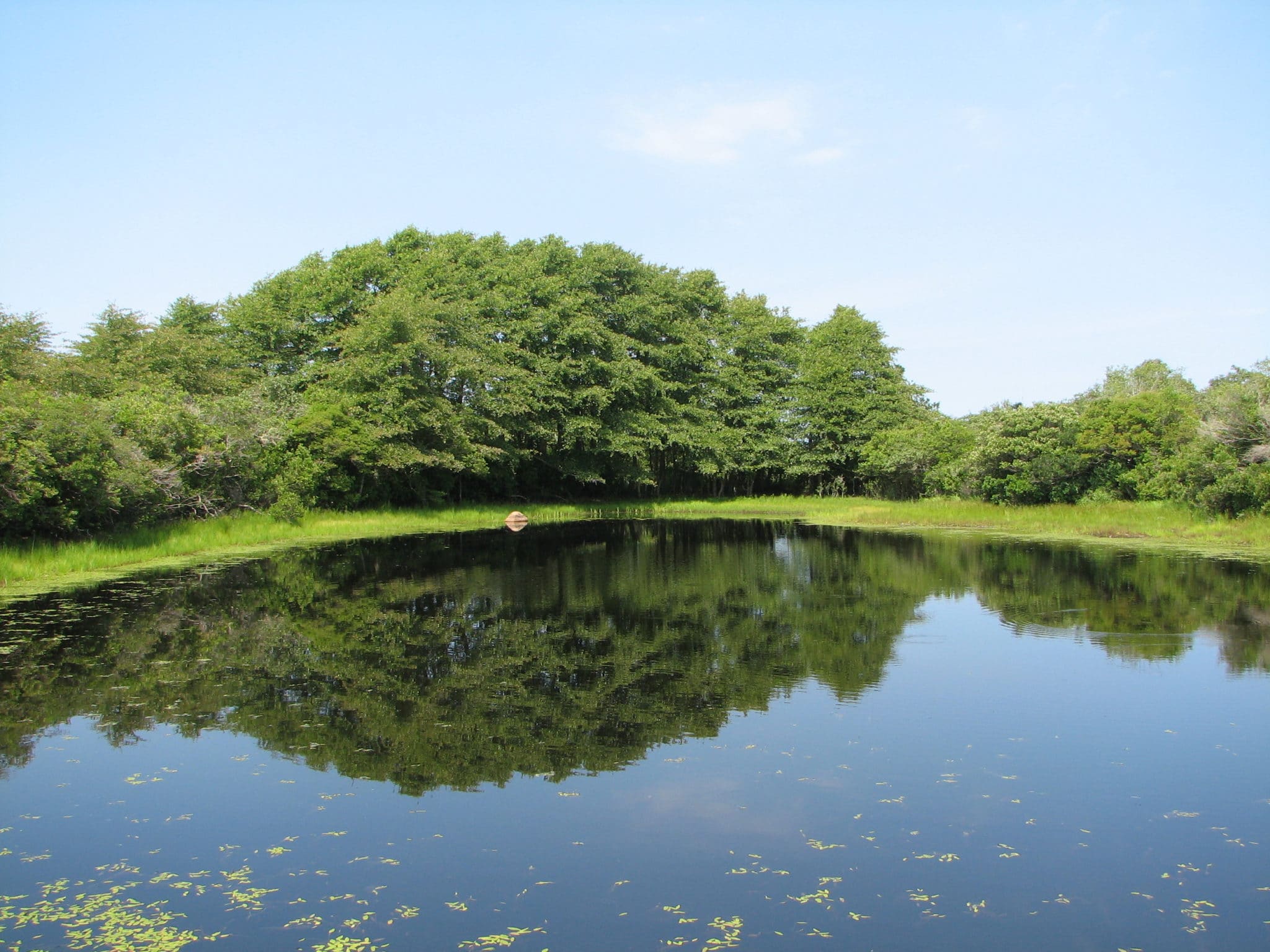 Alamanc Pond, a large Coastal Plain Pond on Nantucket, full of water in mid-summer