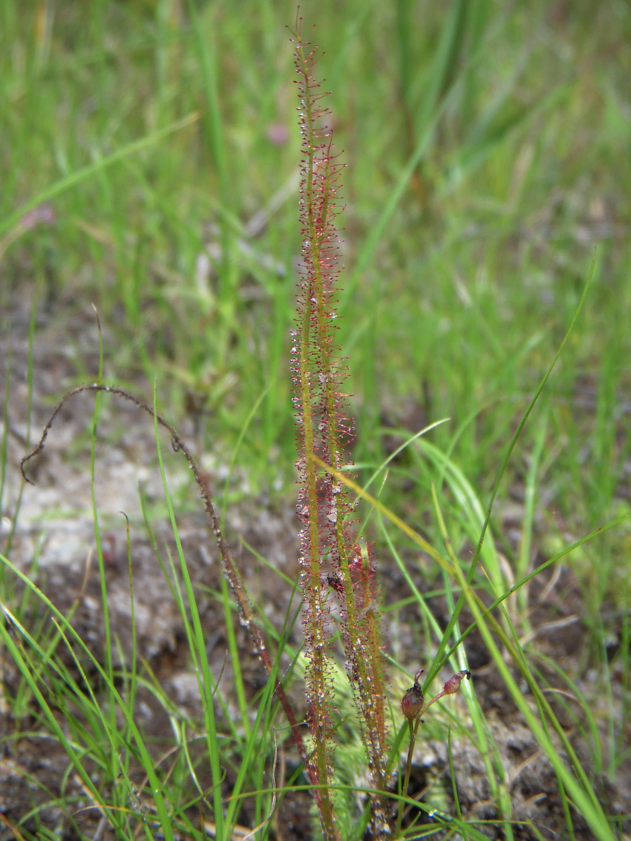 The rare and carnivorous Drosera filiformis (thread-leaved sundew).
