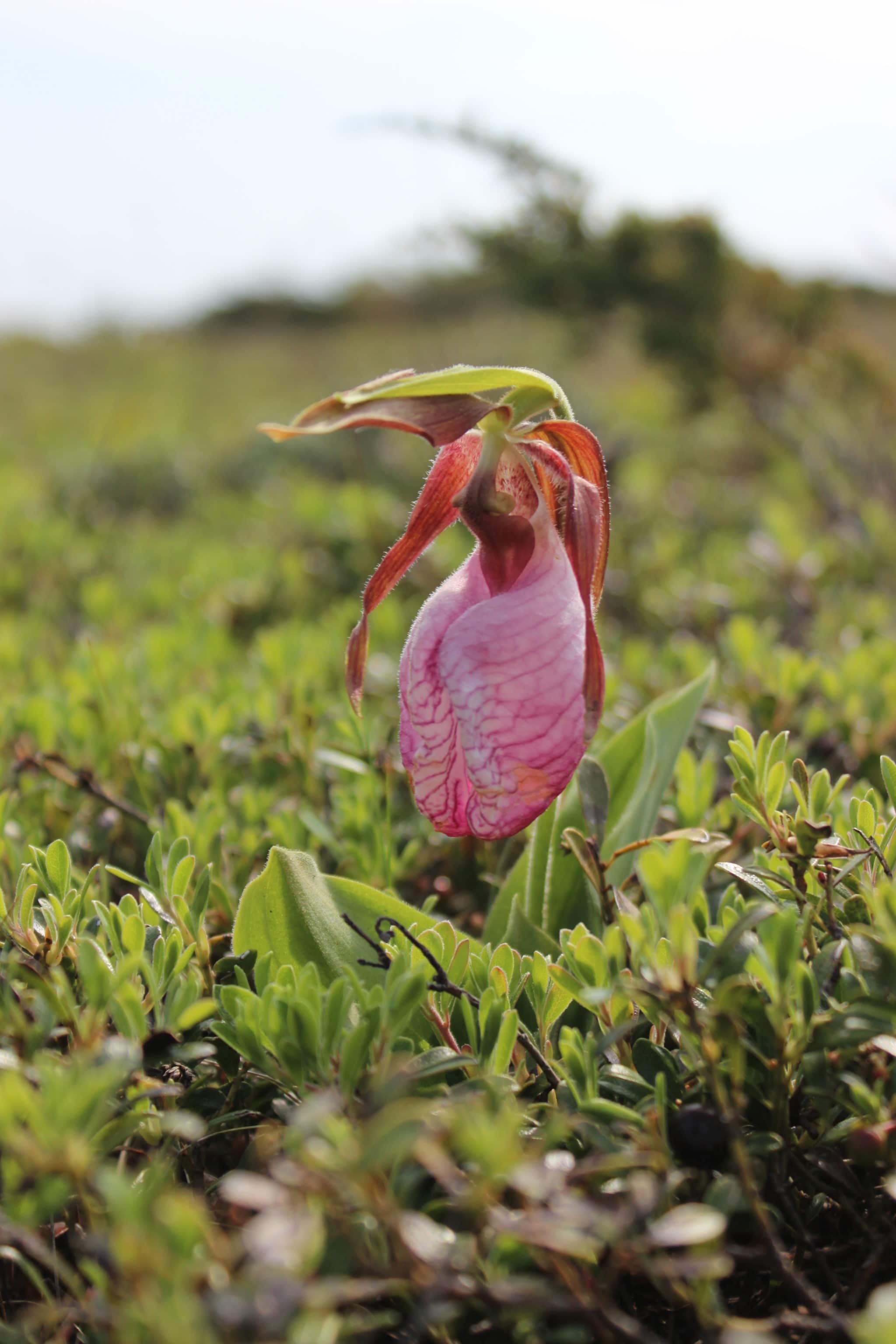 Pink lady's slipper (Cypripedium acaule) in flower on Coatue