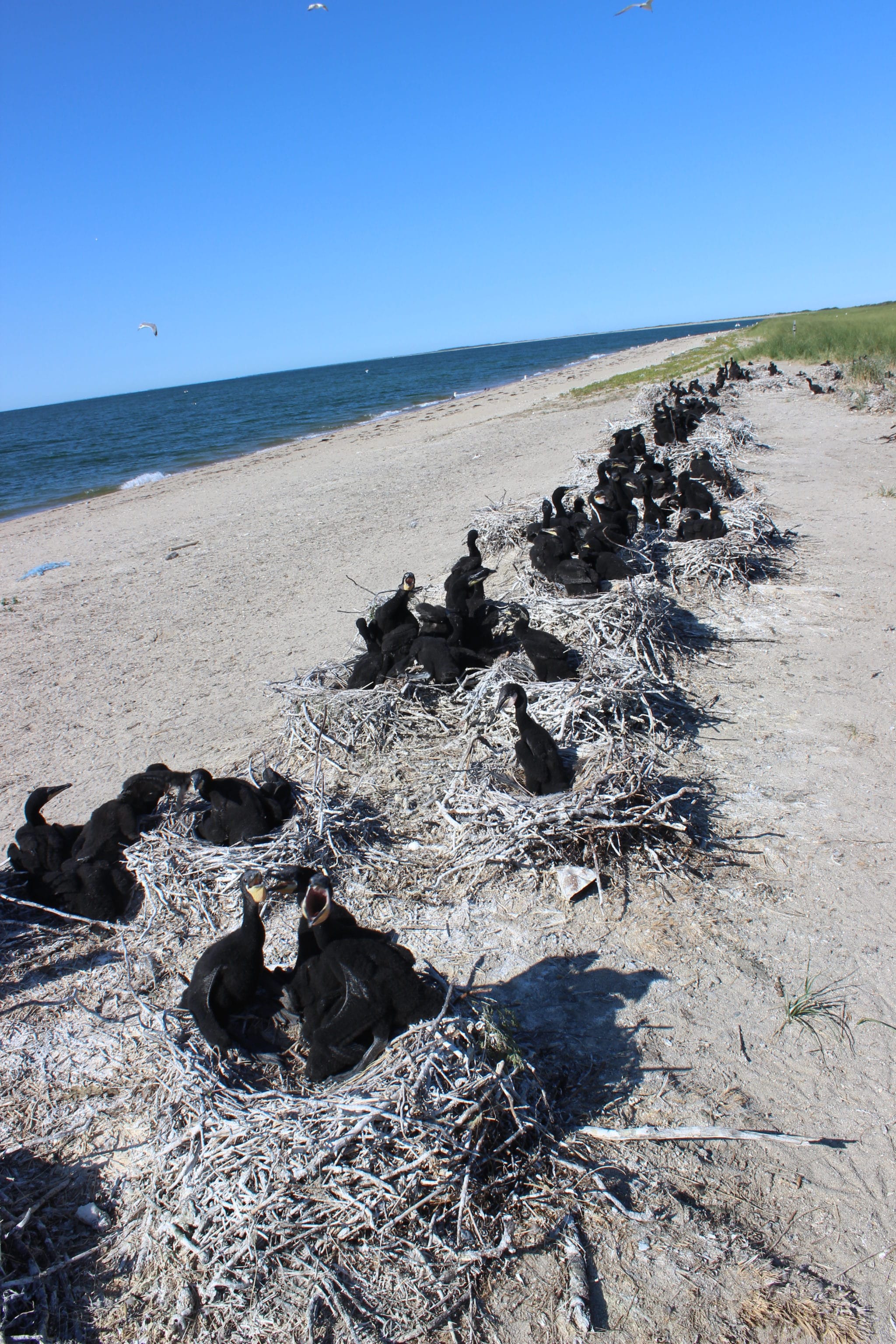 Double-crested cormorant colony on the north shore of Coatue