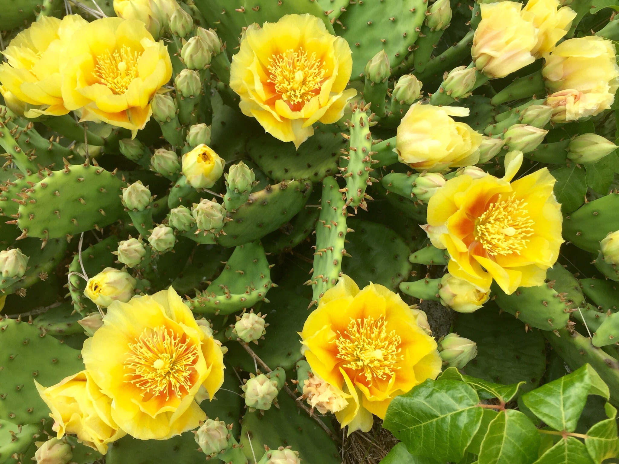 The rare Eastern prickly pear cactus (Opuntia humifusa).