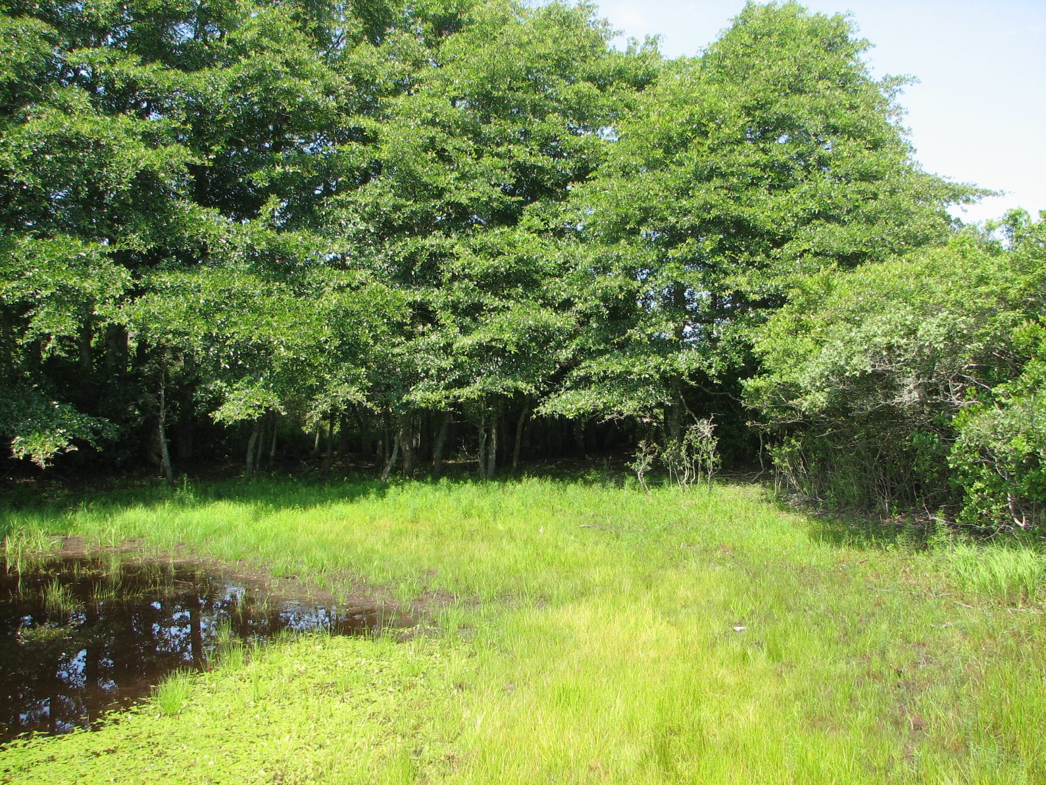 Almanac Pond with lower water levels and abundant coastal plain pondshore vegetation.