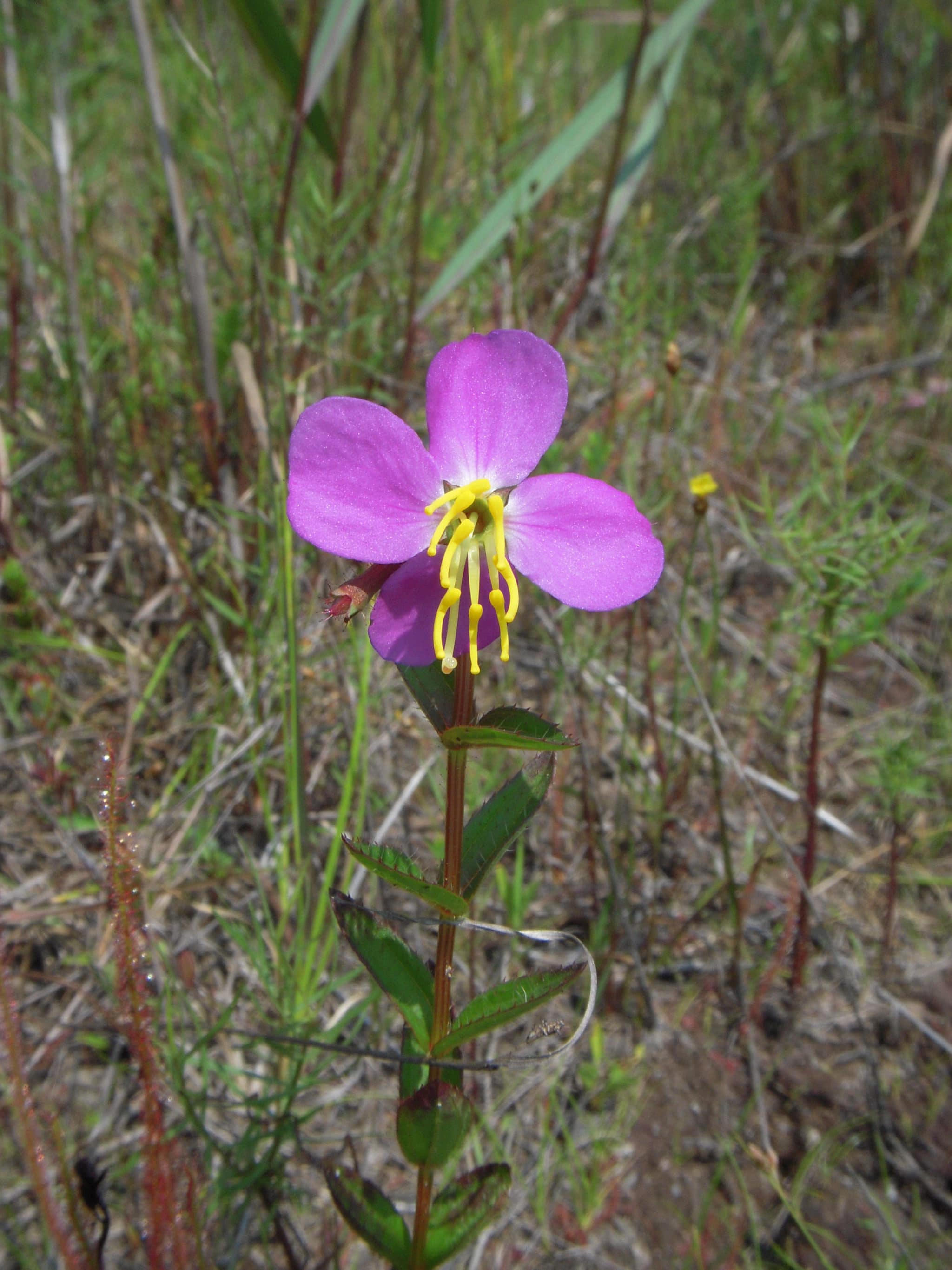 Rhexia virginica (meadow beatuy) found on the pondshores.