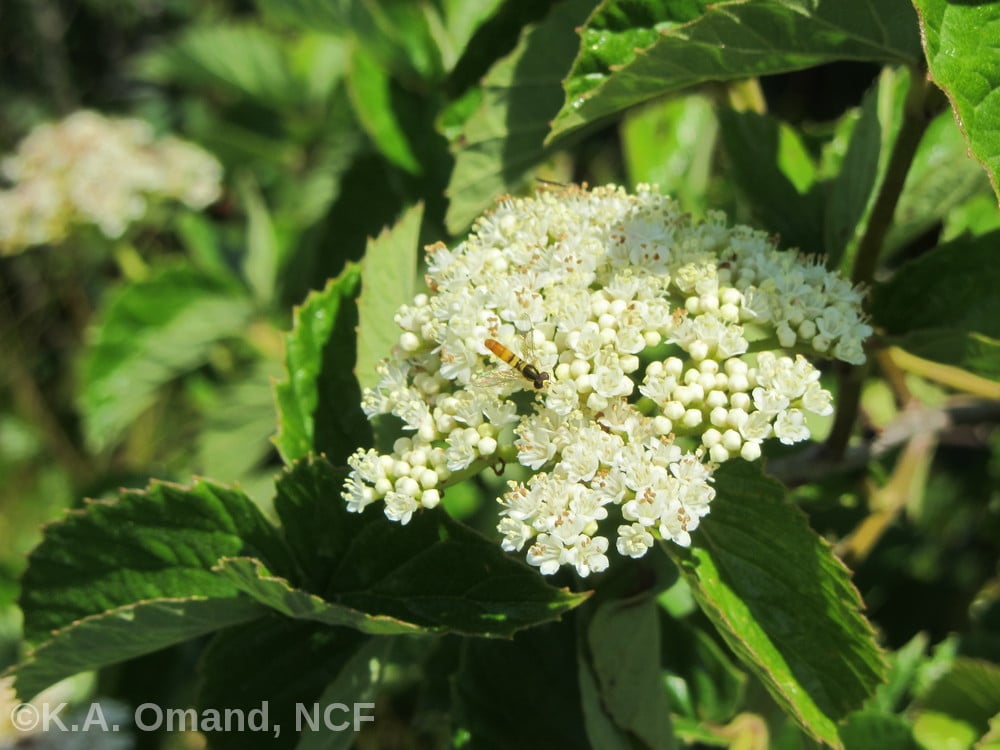 Arrowwood in Bloom watermarked,KAO