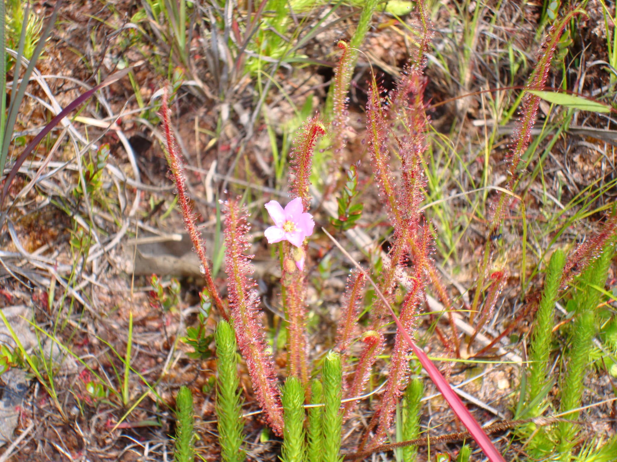 Drosera NCF