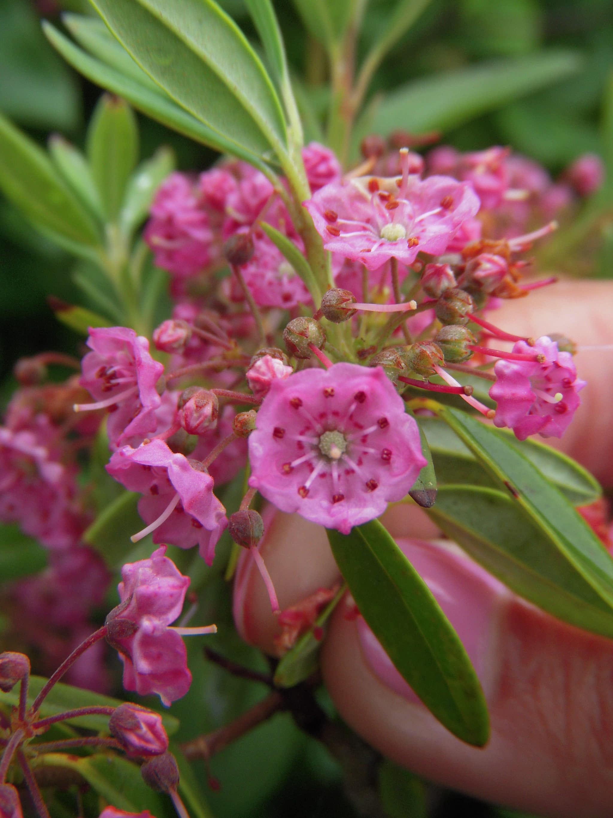 Mountain Laurel NCF