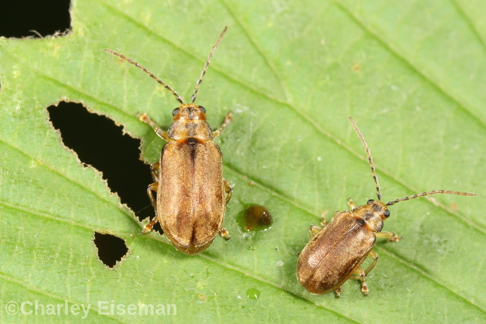 Viburnum beetle adults, C Eiseman