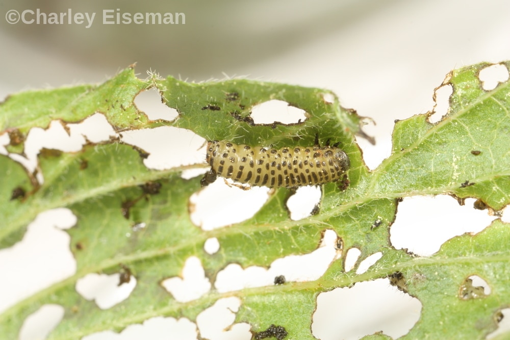 Viburnum Beetle Larva, C Eiseman