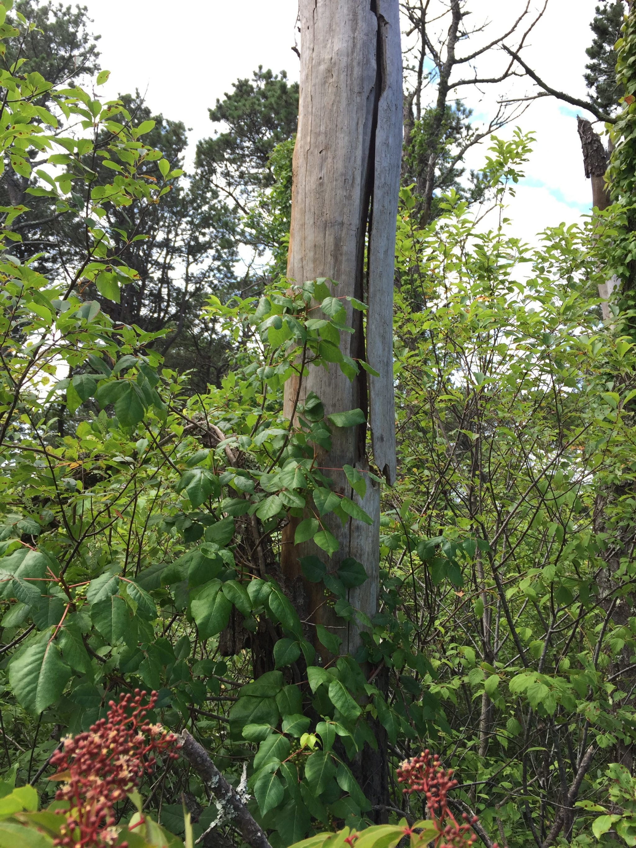 Pitch pine snags are used for maternity roost sites by northern long-eared bats.
