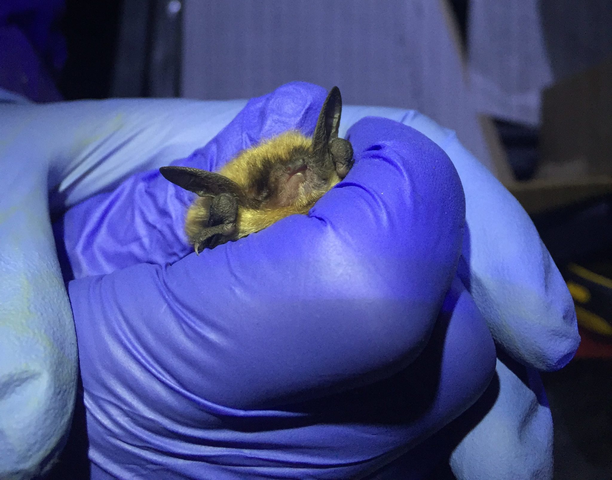 Adult female Northern long-eared bat captured on Nantucket