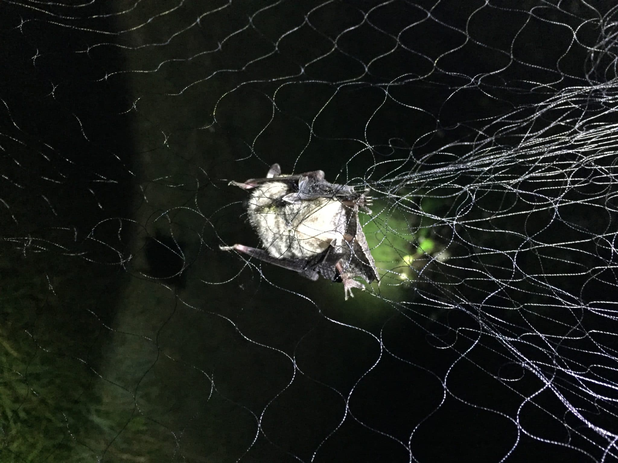 female northern long-eared bat caught in net on Nantucket