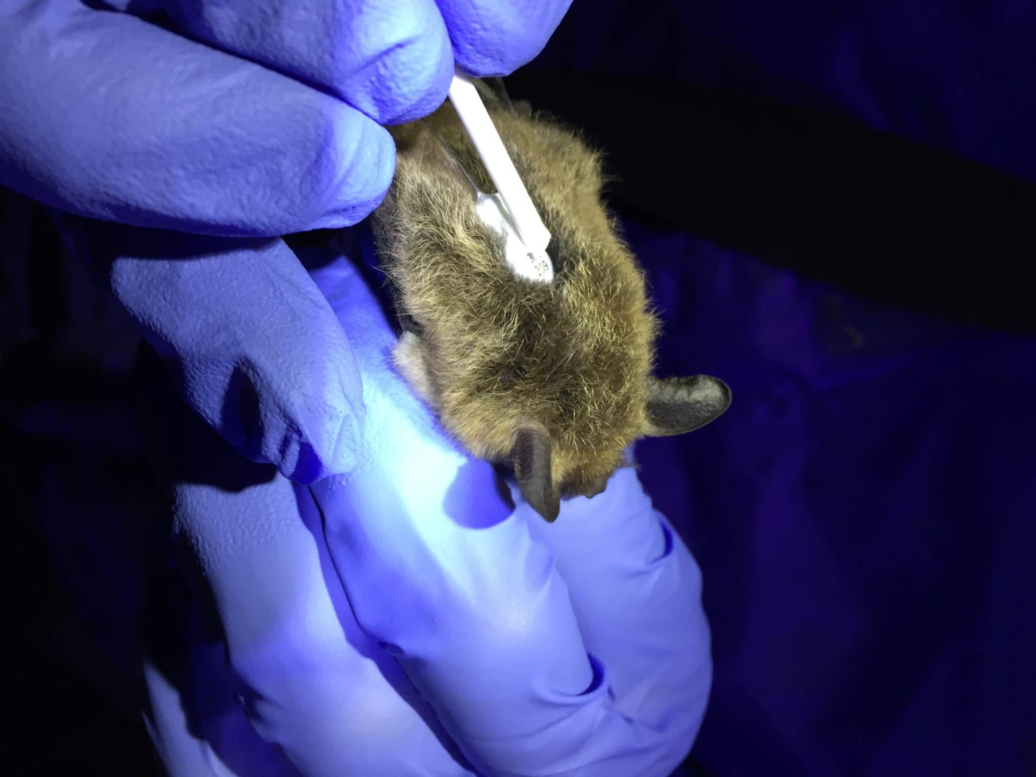 Zara Dowling places a nano-tag transmitter on a female northern long-eared bat on Nantucket
