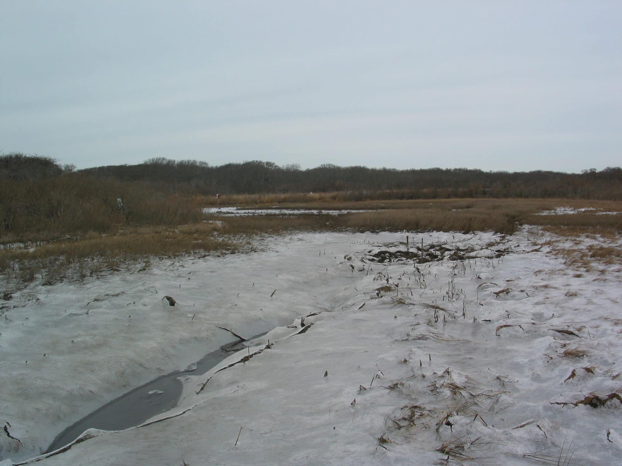 Covered in ice, the salt marsh is busy preparing for spring.