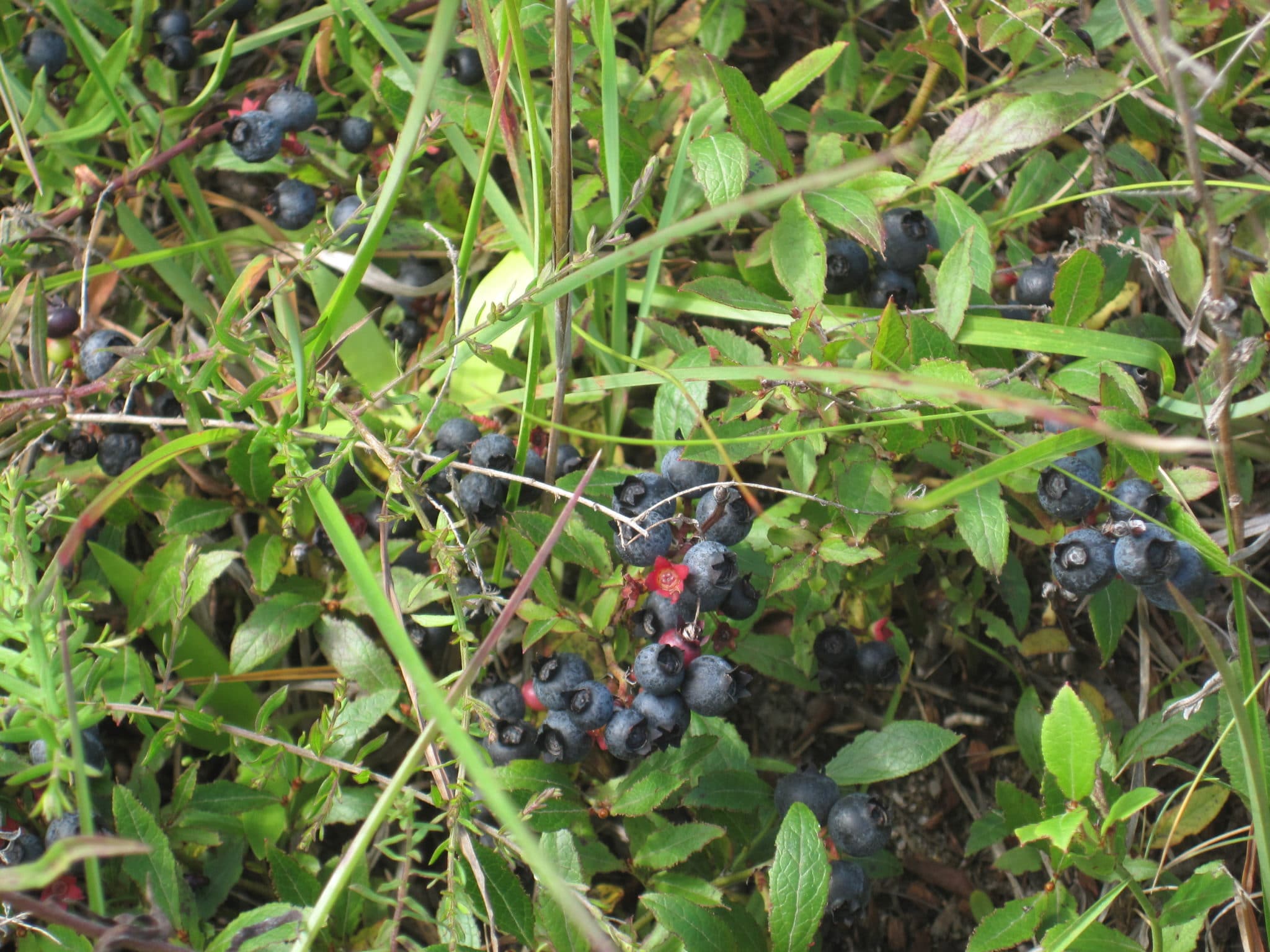Common Lowbush Blueberry fruits by JPK