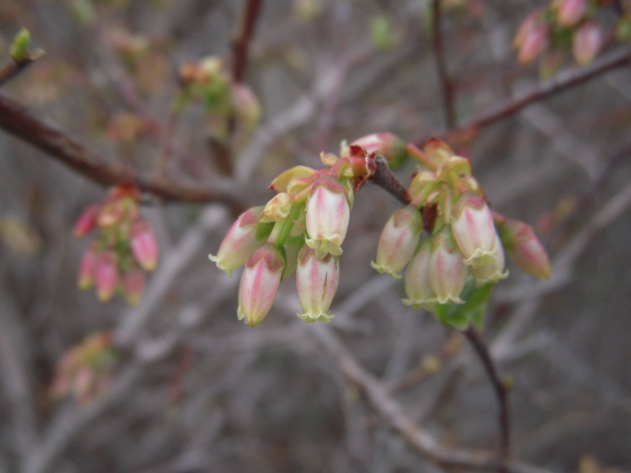 Higbush Blueberry Flowers by KAO