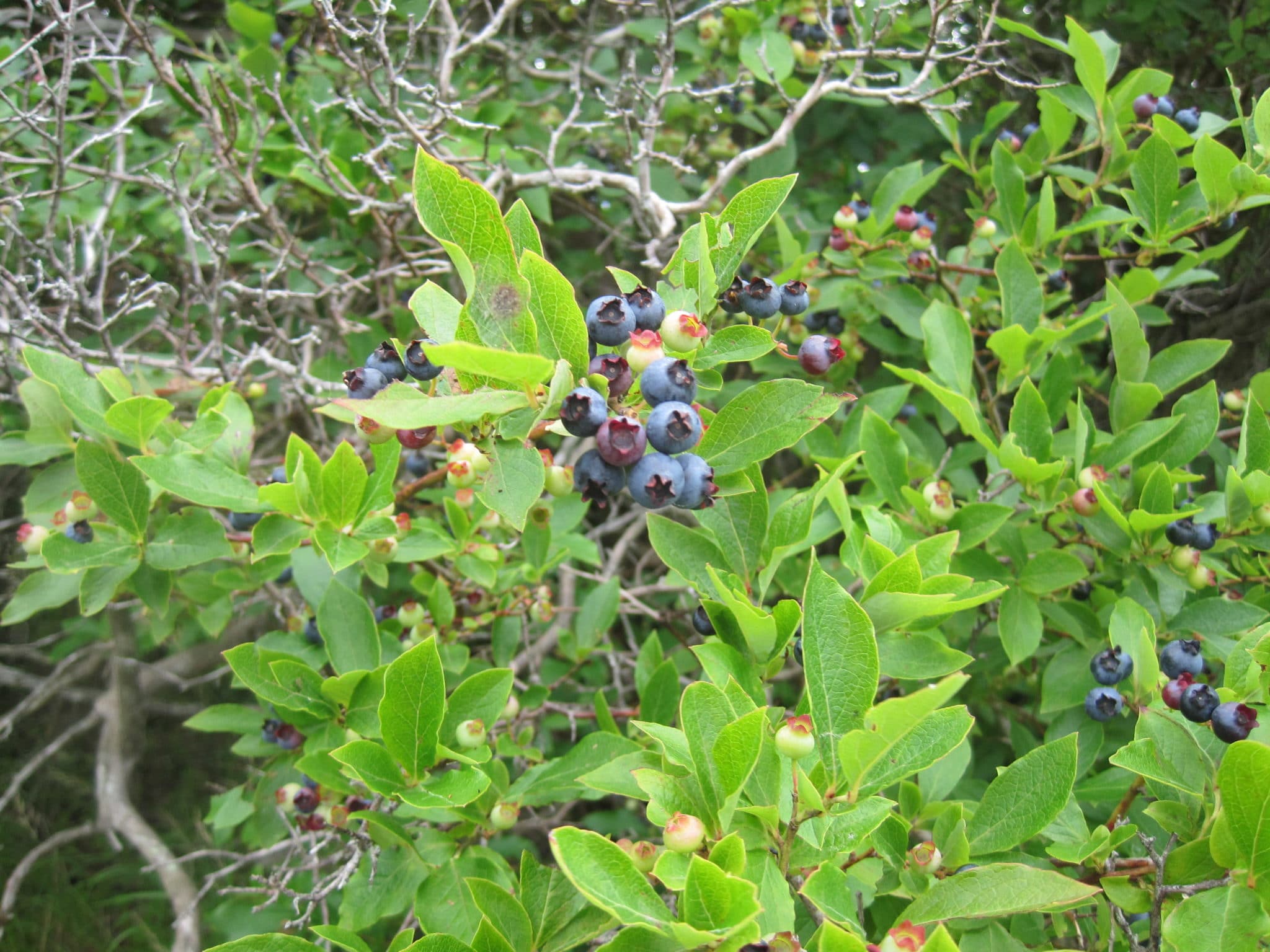 Highbush Blueberries by JPK