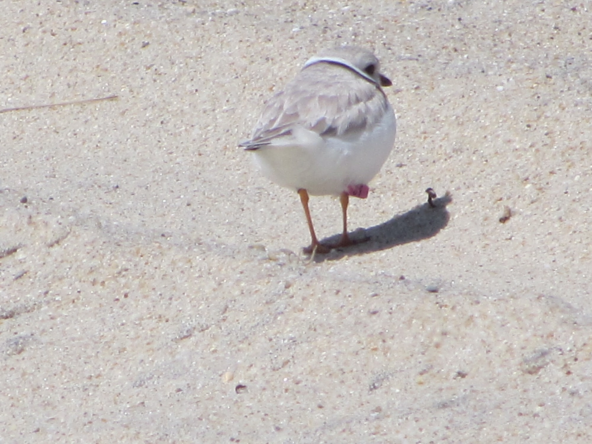 Pink Banded Plover Western Ave 2015 by Edie Ray