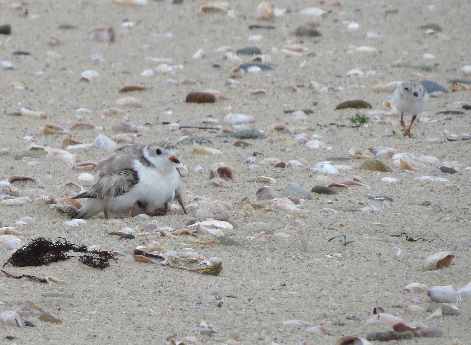 Piping Plover chicks Eel Point 2017 by ECB