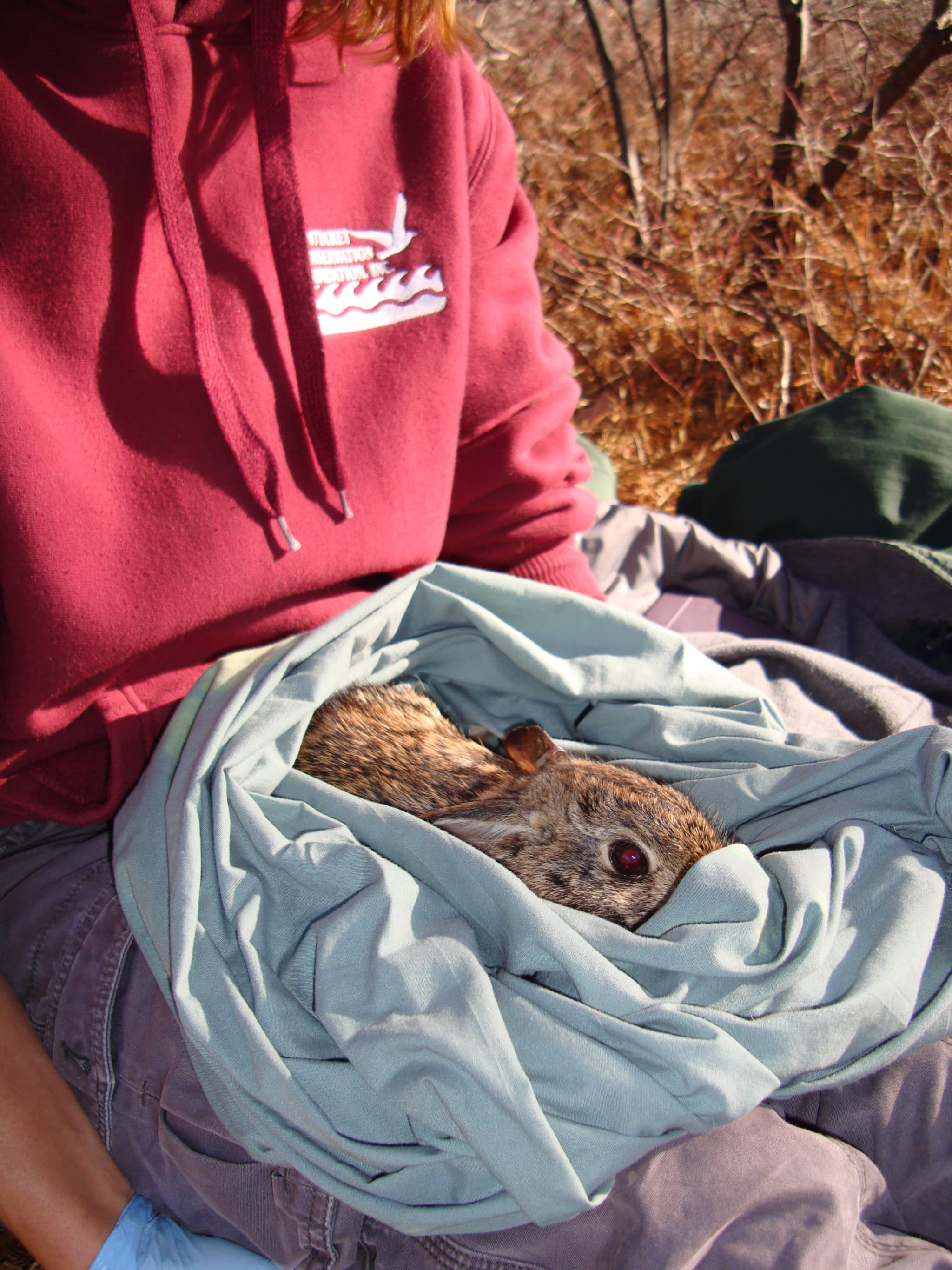Eastern Cottontail at South Pastures Feb 10 2012 by KCB